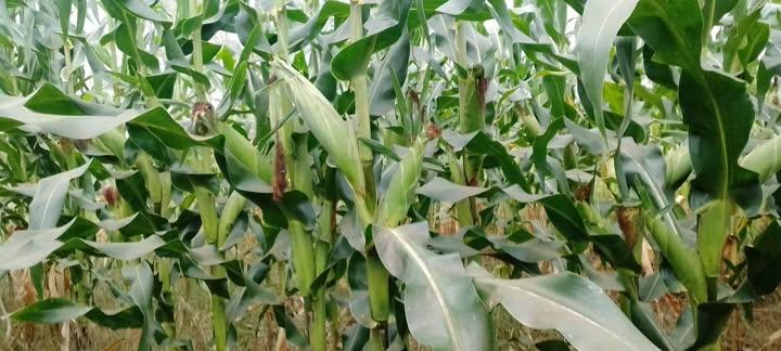 Can Zambia see real value out of raw maize exports without value addition?