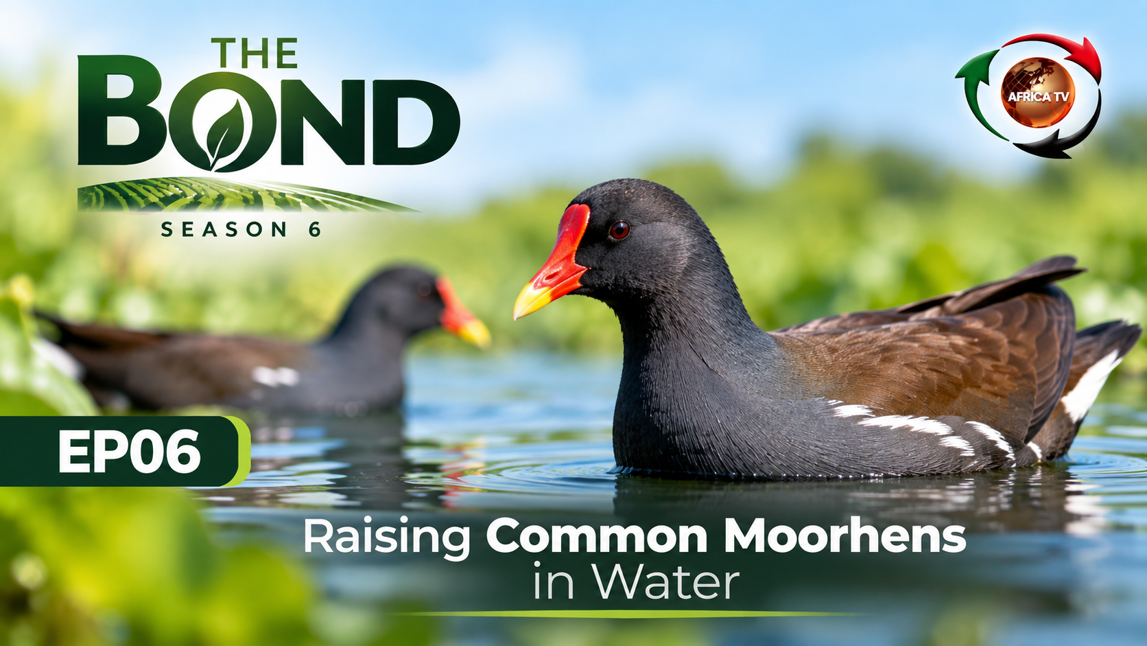 The Bond Season 6 EP06 explores the fascinating world of raising Common Moorhens
