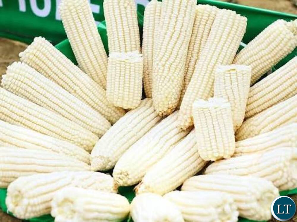 Zambia : Farmers Urged To Preserve Maize Stocks