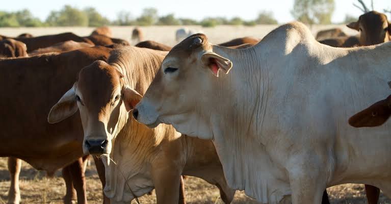 Lavushimanda reports no Anthrax cases in Livestock