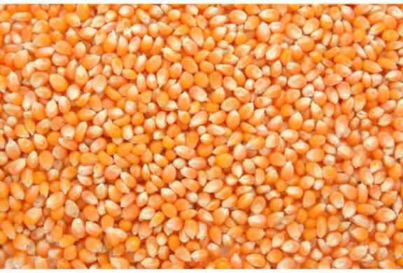 Set-up processing industries to reduce raw maize exports- Expert