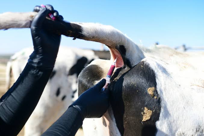 Kalomo Livestock Farmers Face Delays in Disease Testing