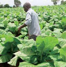 Tobacco board K400k license locking out local firms