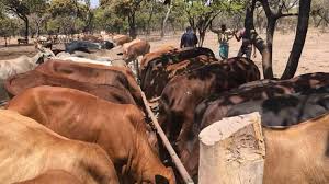 Illegal animal movements blamed for Western Province foot & mouth disease surge