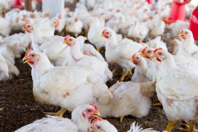 CCPC blames monopoly practice for high costs in poultry sector