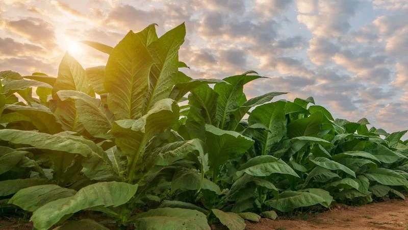 CSOs appeal to HH to reverse Tobacco Control Bill veto