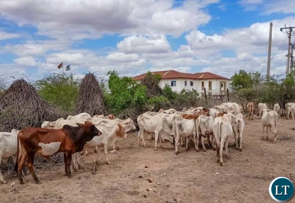 Zambia : Police Recover Suspected Stolen Cattle Carcasses