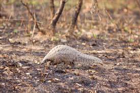 5 Lusaka residents sentenced to 5 years for pangolin trafficking