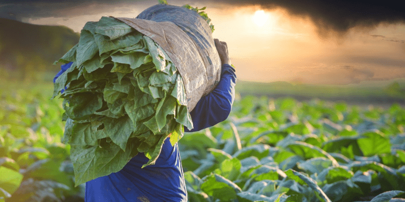 Will Tobacco board reforms address sector unfair pricing concerns?