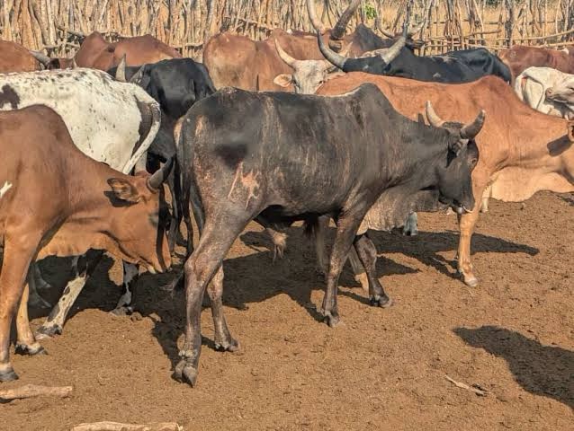 Anthrax Outbreak in Southern Province
