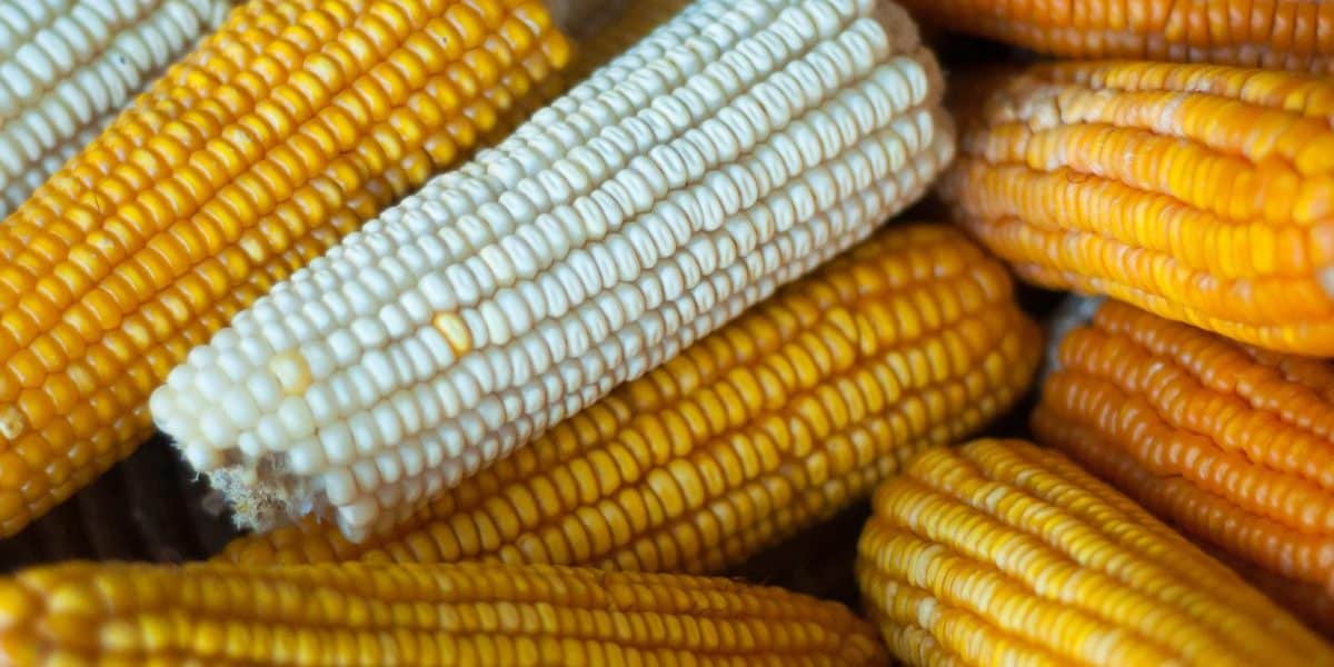 Moisture content has no link to FRA announcing maize floor price – Expert