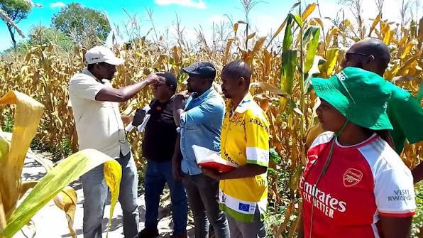 Luwingu dissolves camp agriculture committees