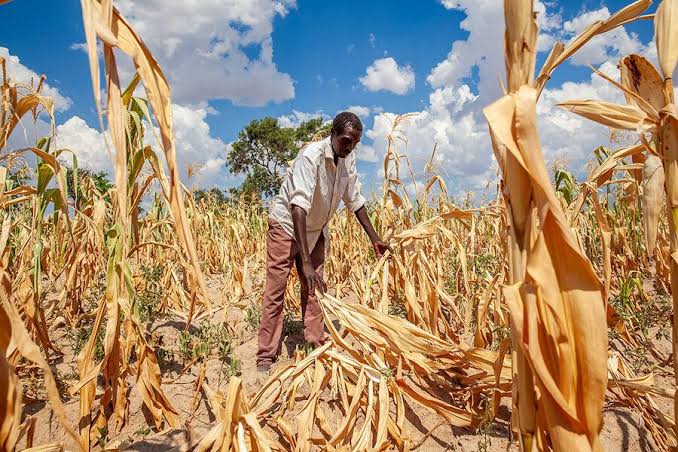 How can smallholder farmers beat projected 2026-2027 El Niño?