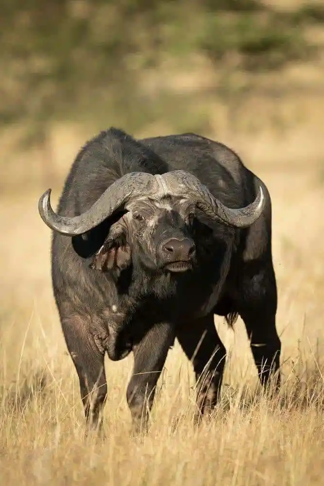 Government to Restock Lower Luano GMA With 50 Puku and 50 Buffalo