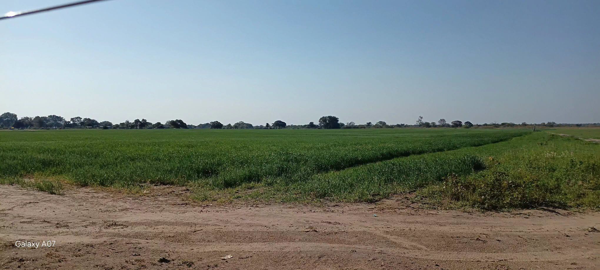 MALOMBE IRRIGATION SCHEME DRIVES YEAR-ROUND FARMING