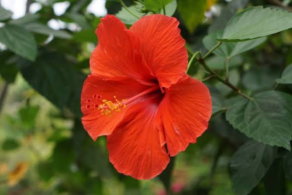 Hibiscus crop competing with maize and soya