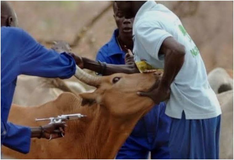39, 000 ANIMALS TARGETED FOR FMD VACCINATION IN NORTH-WESTERN