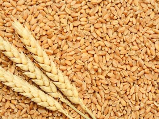 1 million Mt wheat target by 2031 is achievable – GTAZ