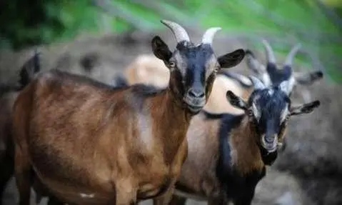 Mazabuka Thief Returns Stolen Goats After They Failed to Be Slaughtered and Mysteriously Turned Into Snakes