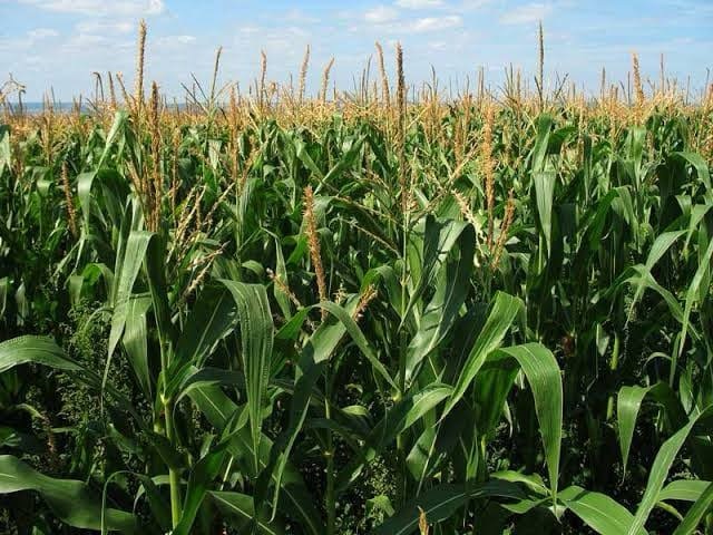 Govt tips farmers to grow early maturing crops