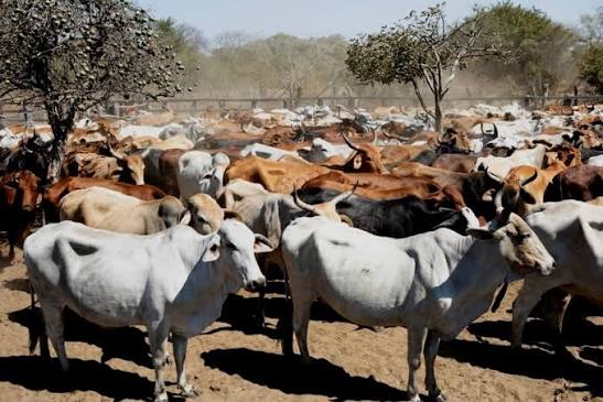 Without water and grass, 7.4 million cattle target will fail – NASFA