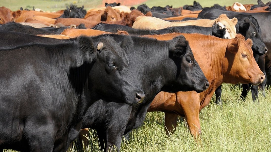Govt says healthy livestock is key to beef export