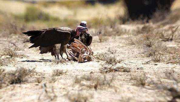 Zambia : Public Cautioned Against Harming Vultures