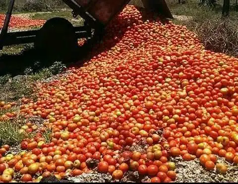 NJOBVU CALLS FOR TOMATO PROCESSING TO END WASTAGE, CREATE JOBS