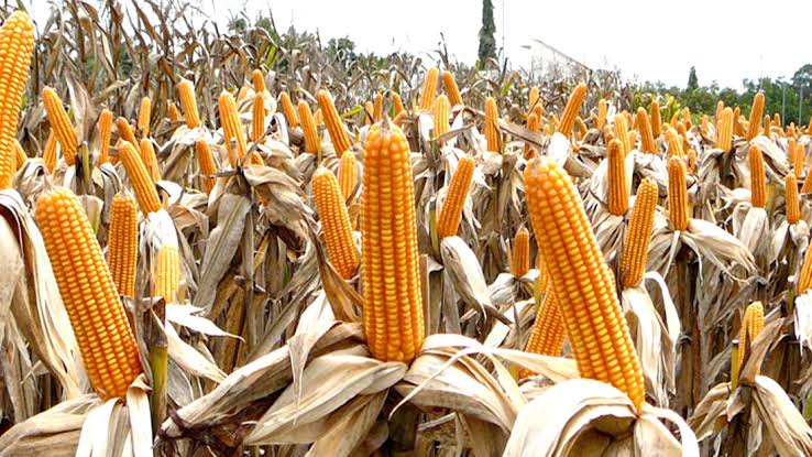 Can Zambia double maize output to 10m tonnes by 2031?