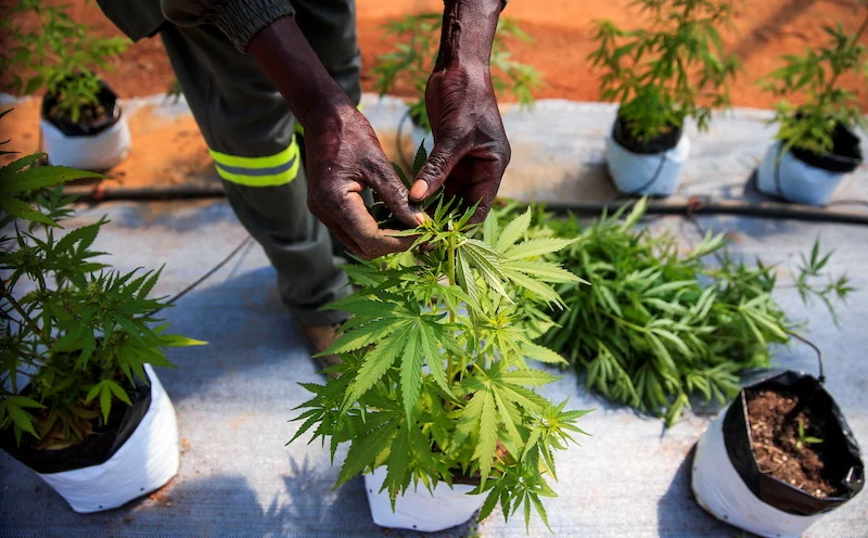DEC nabs 3 in major drug bust, seizes over 700kg of cannabis