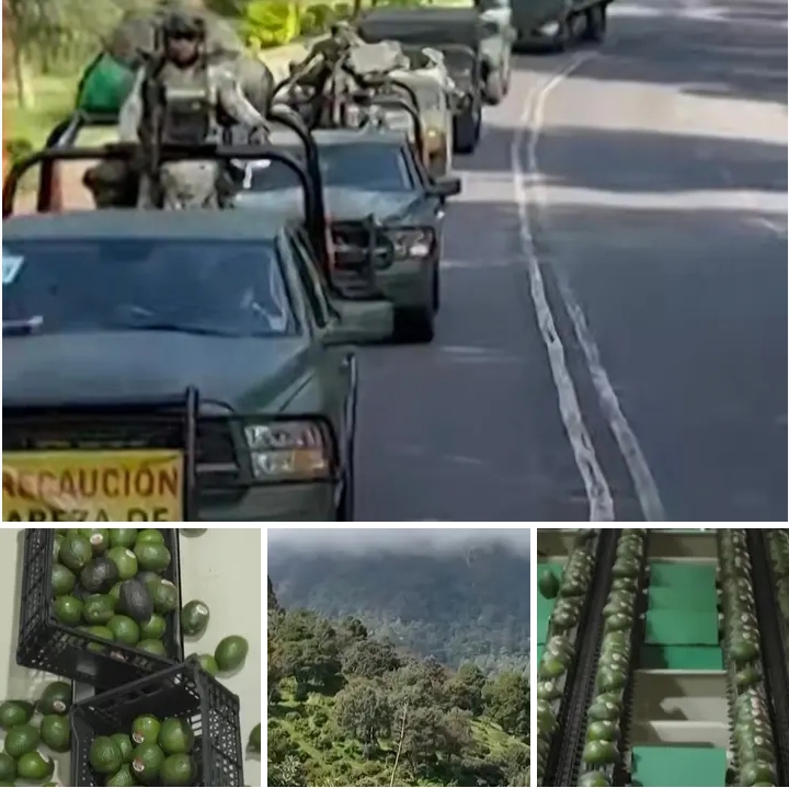Mexico Deploys 1,500+ Troops After U.S. Suspends Avocado Inspections