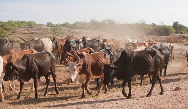 Western Province cattle population drops by 100k