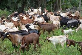 Why Zambia’s 1 million goat export to Saudi Arabia deal stalled