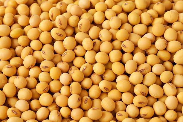 SAFADA LAUDS CHINA SOYA EXPORT MARKET