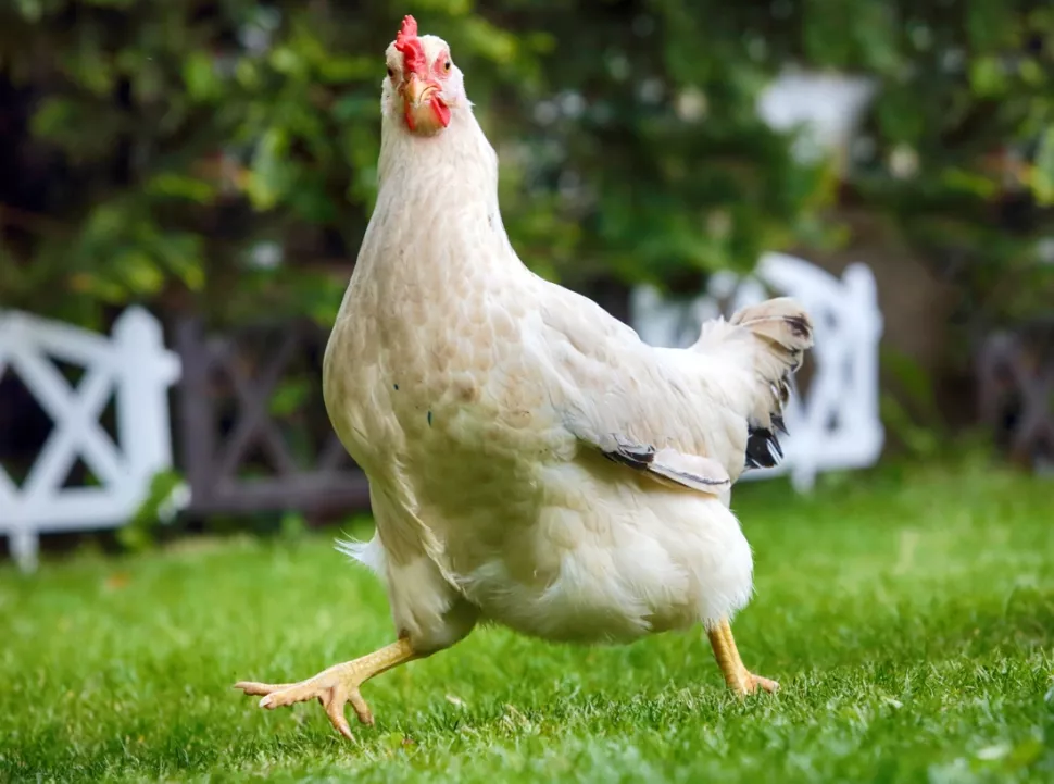 How Do Chickens Always Find Their Way Home? The Amazing Science Behind Their Natural Navigation