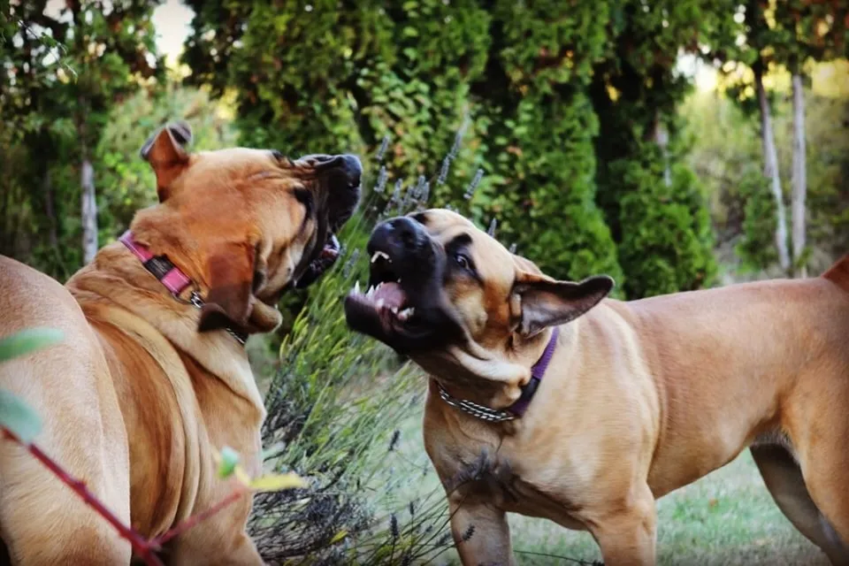 Why Dogs Sometimes Cry at Night: What It Could Mean