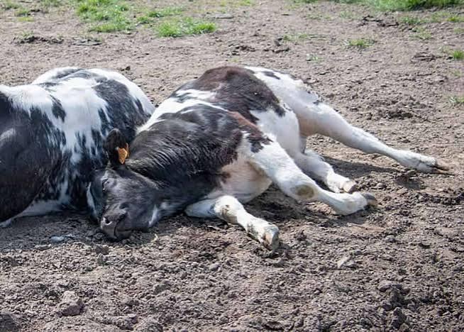 El Nino will lead to increased incidents of livestock diseases – Vet expert warns
