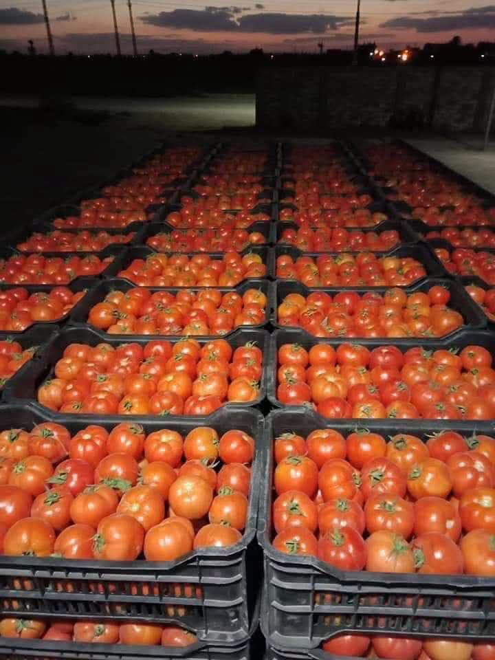 Tomato Prices Crash to as Low as K15 a Box at Soweto