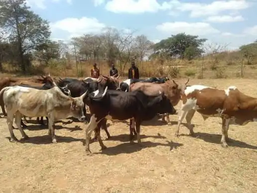 Farmer in disbelief after cattle thieves return his 35 stolen cattle