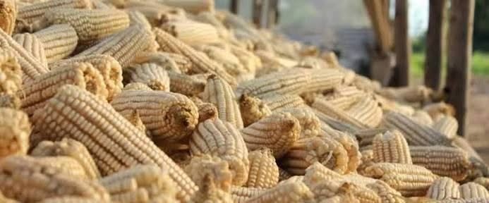 Zambia : FRA Assures Against Maize Spoilage
