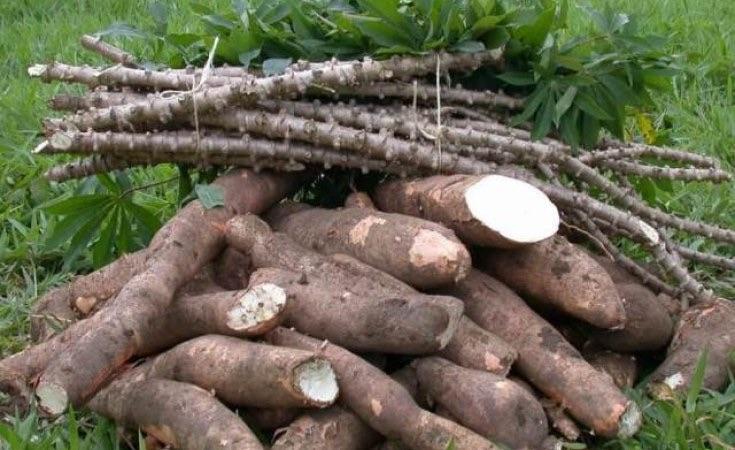 Luapula’s Cassava production to exceed 1.2 million tonnes