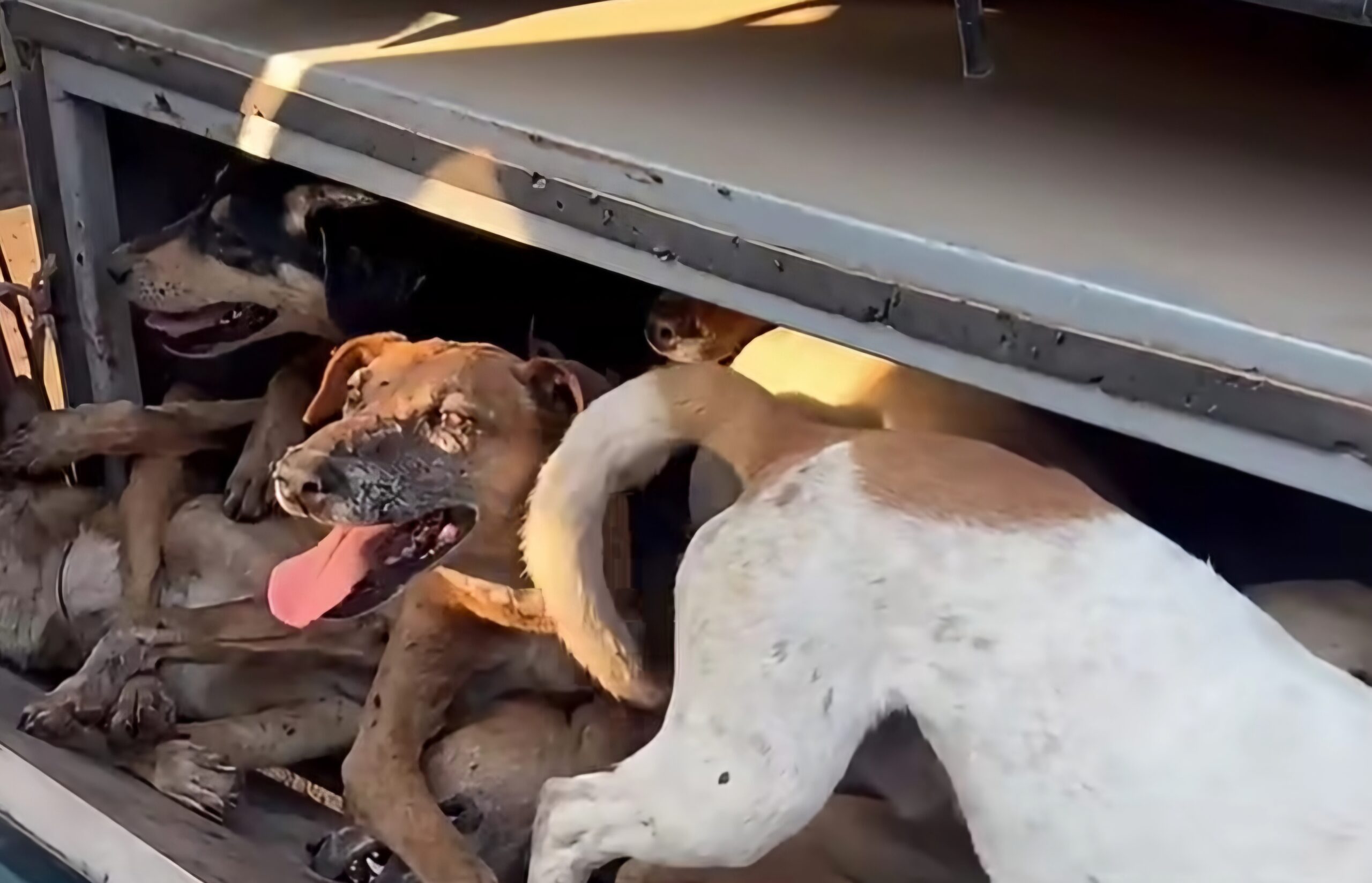 11 dogs rescued from meat trade in Kabwe