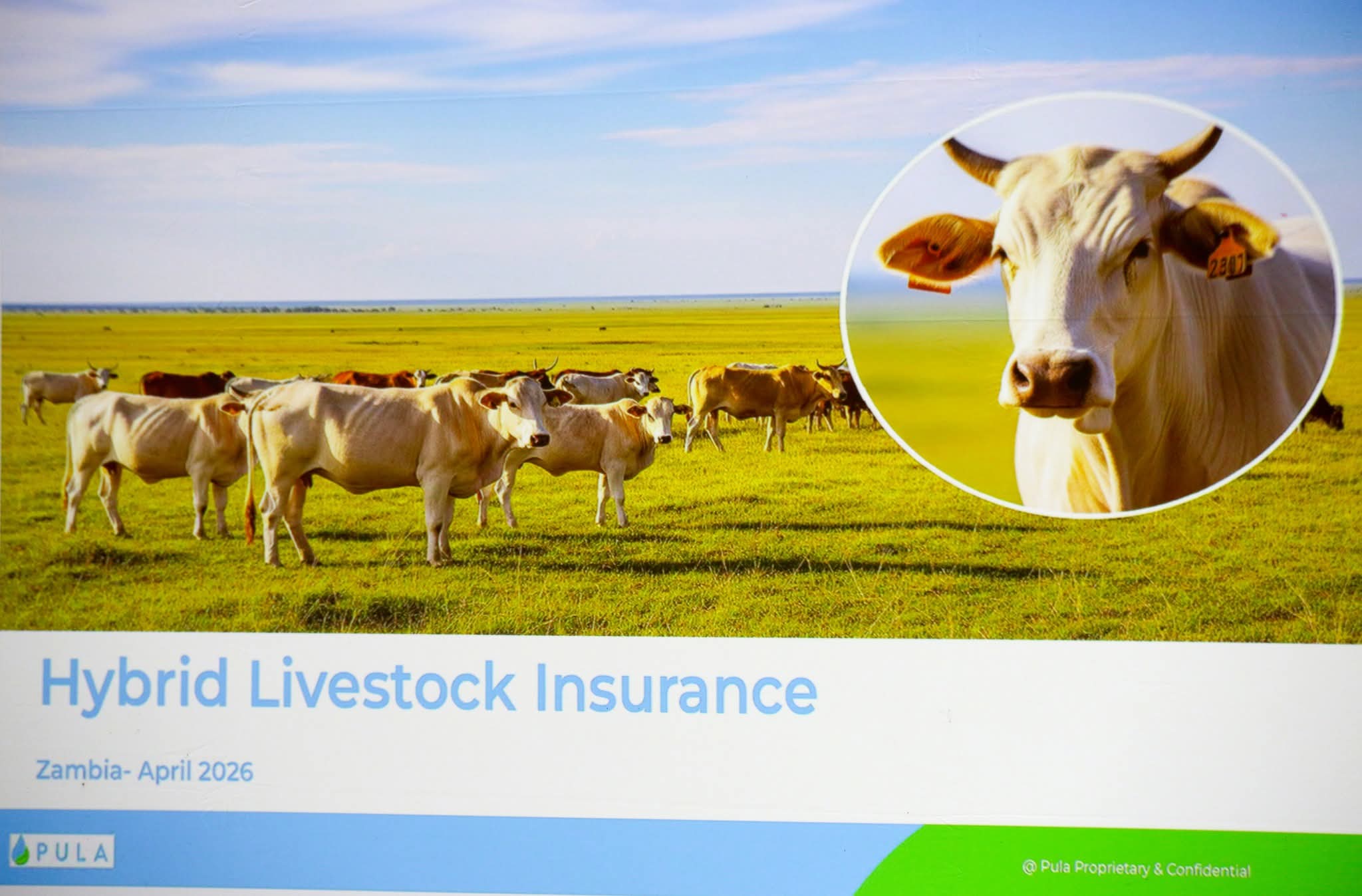 Govt pushes livestock Insurance as climate shield