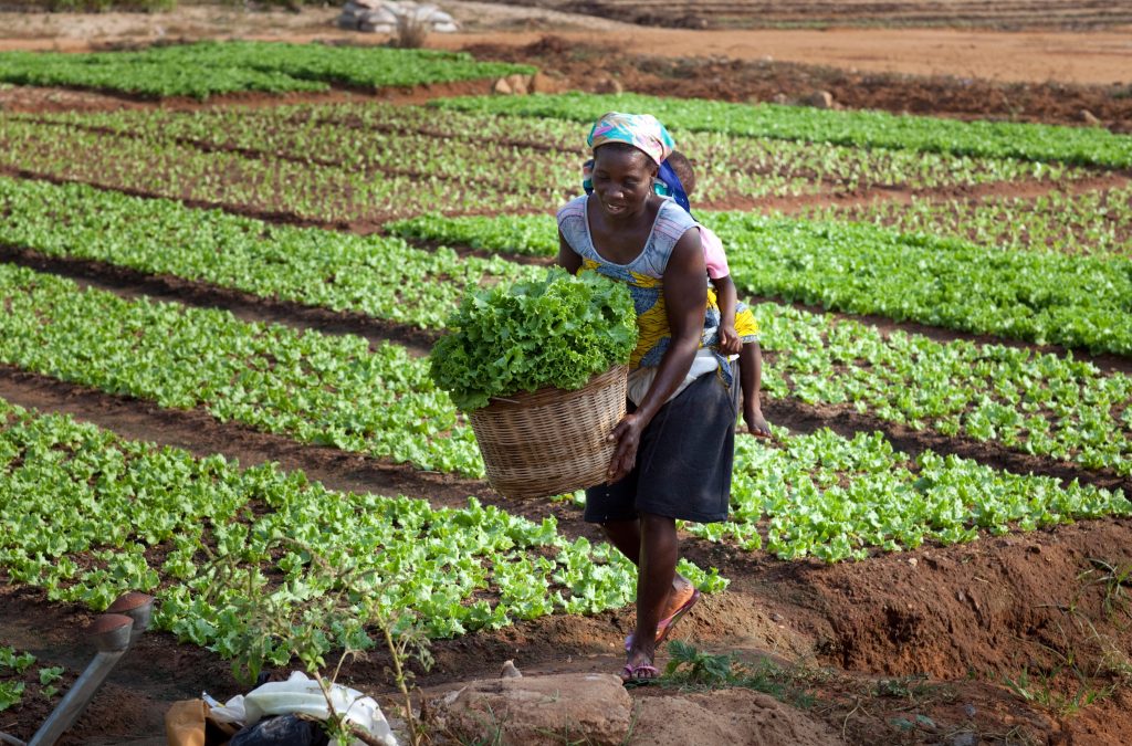 Govt urged to expand access to finance for local small-holder farmers by over 50%