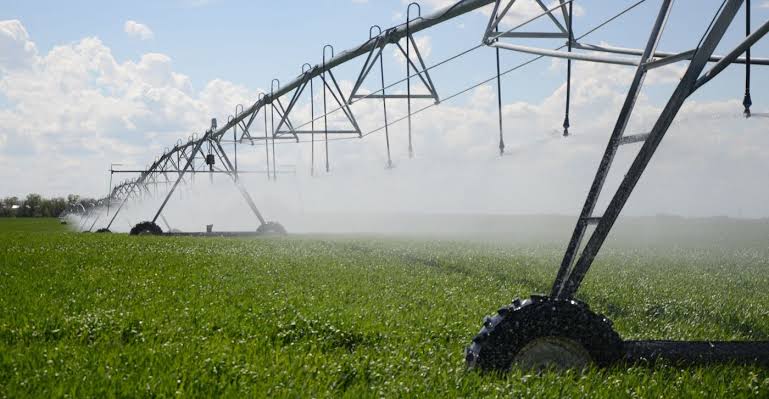 Irrigation critical to producing 1 million MT of wheat by 2031