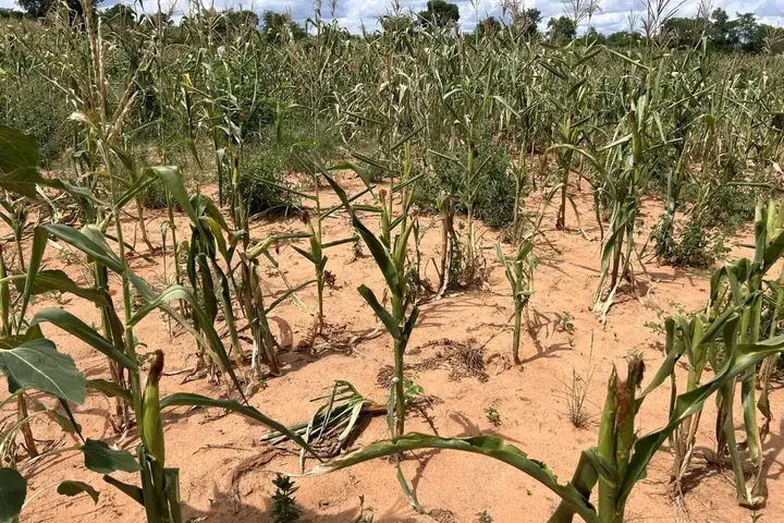 CLIMATE SCIENTISTS WARN OF DRIER THAN NORMAL RAIN SEASON