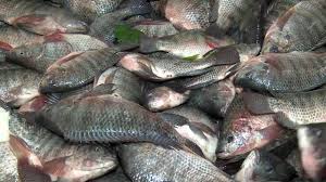 Zambia exceeds fish production target as output surges by nearly 44%