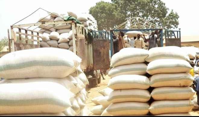 Maize prices drop! – Who are the winners & who are the losers?