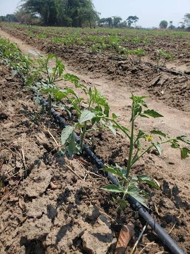 Test your soil before you buy fertilizer & stop guessing – Agronomist urges farmers