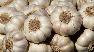 Garlic exports stalled by persistent quality concerns